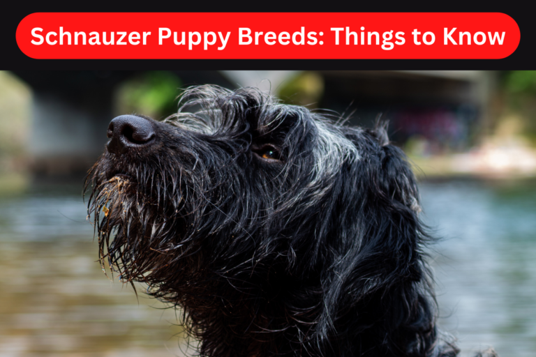 Schnauzer Puppy Breeds